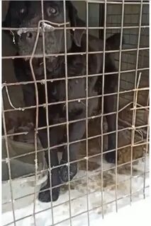 Попал в клетку