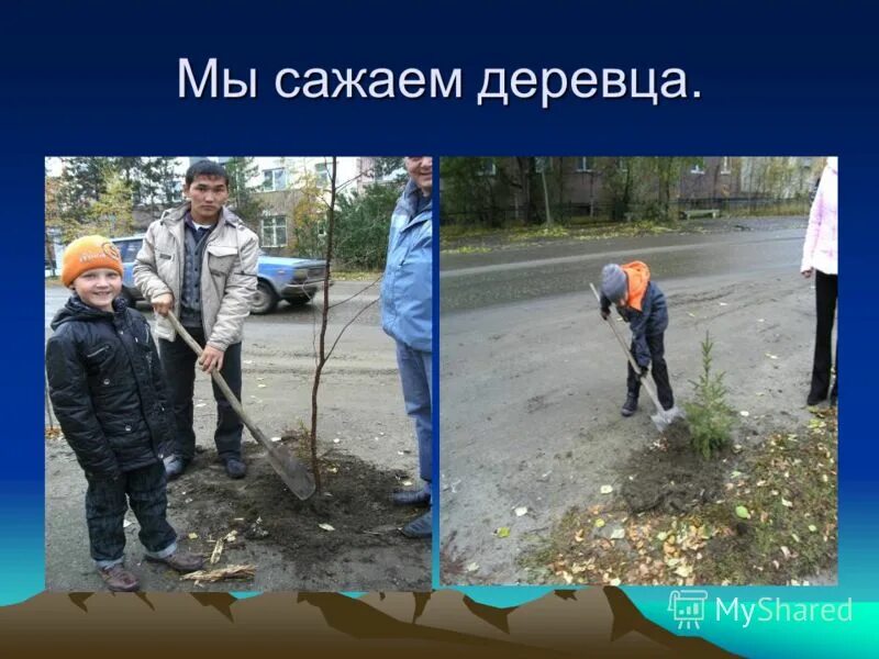 Песня я посадил дерево. Мы сажаем деревья. Дерево которое посадил Цой. Что мы сажаем. Кто носом деревья сажает.