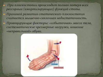 Рессорная функция стопы