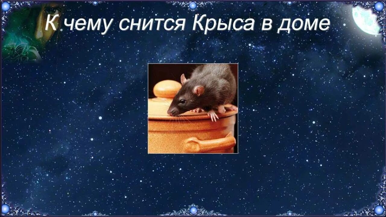 Сонник толкование к чему снятся мыши