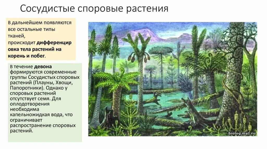 Древние папоротники хвощи и плауны. Плауны хвощи папоротники Девон. Палеозой Девон растения. Папоротники девонского периода. В каком периоде жили древовидные растения