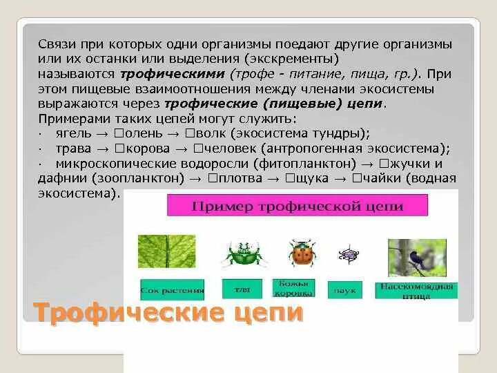 Пищевые взаимоотношения между организмами называют. Пищевая цепь. Типы связей между организмами в биоценозе. Пищевые взаимоотношения между организмами называют. Пищевые связи в биоценозе.