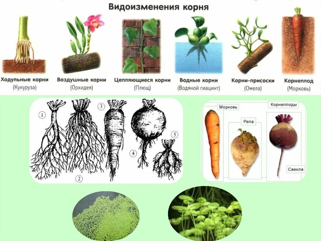 Корневые видоизменения