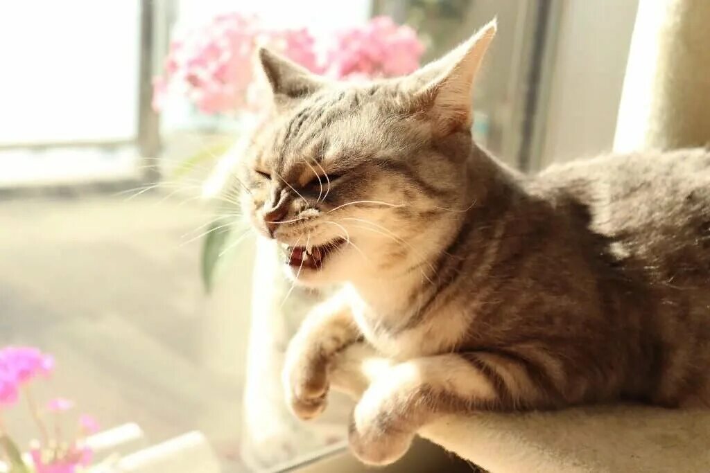 Кошка чихает причины и лечение. Кот чихает. котенок чихает. чихающие коты.