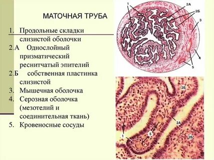 Слизистая маточных труб выстлана эпителием