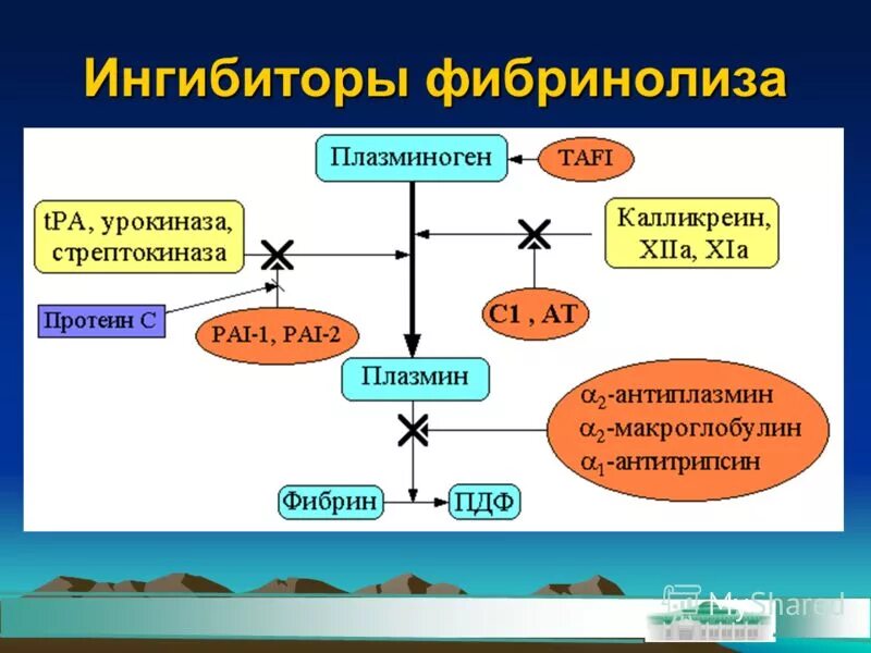 Схема действия ингибиторов фибринолиза. Ингибиторы фибринолиза. Ингибиторы фибринолиза механизм действия. Механизмы активации фибринолиза. Ингибиторы свертывания крови