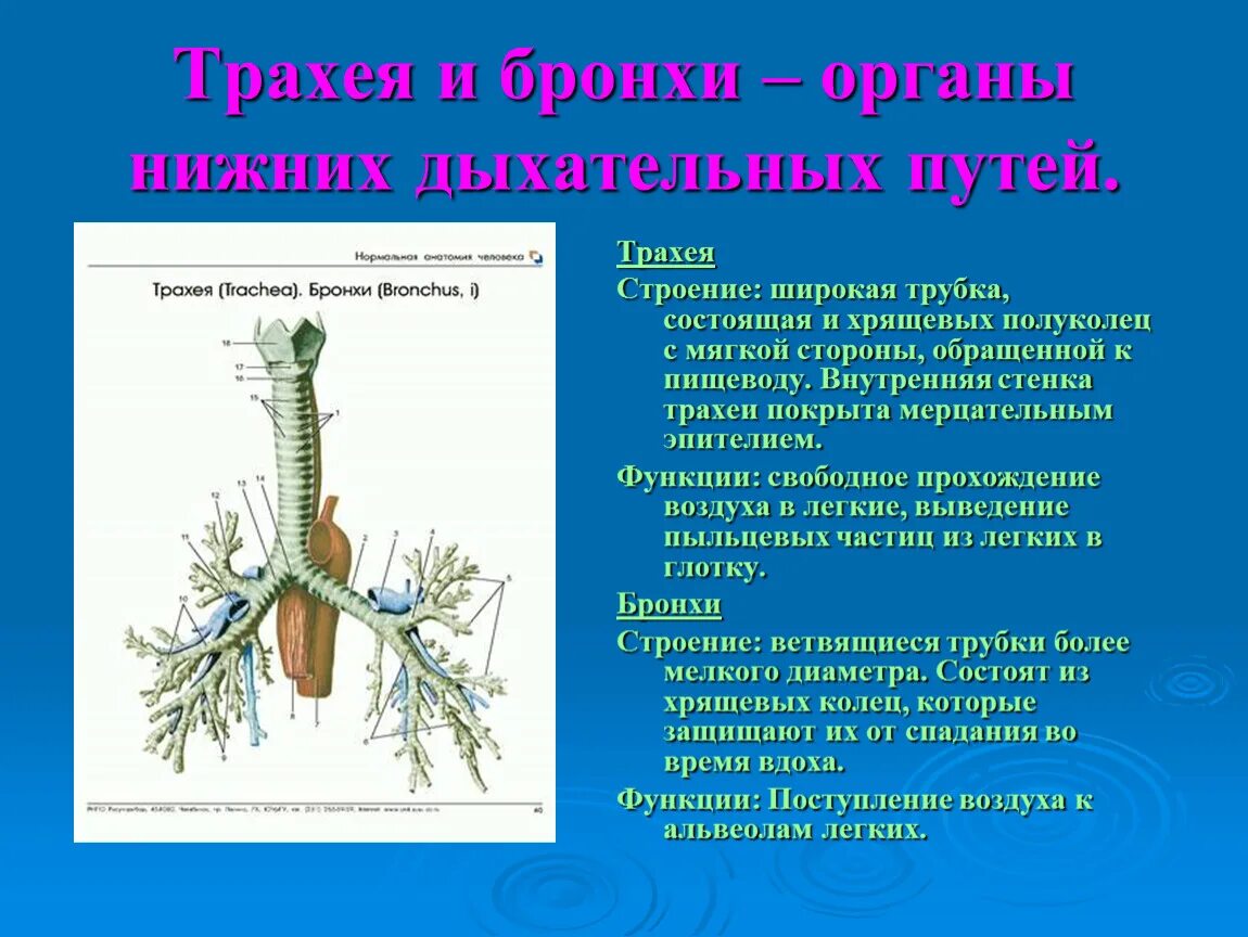 Функции трахеи анатомия. Строение трахеи. Трахея из хрящевых полуколец. Особенности строения трахеи. Строение и функции трахеи и легких