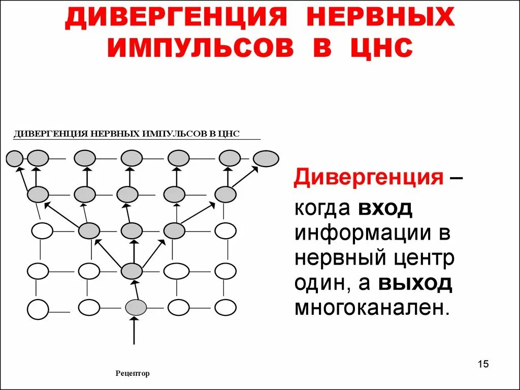 Дивергенция строение. Дивергенция физиология. Схема дивергенции физиология. Дивергенция физиология ЦНС. Конвергенция и дивергенция физиология.