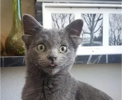 Кот йода