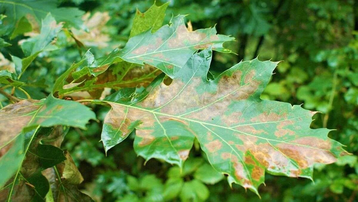 Brown Spots On Cannabis Leaves: How To Fix