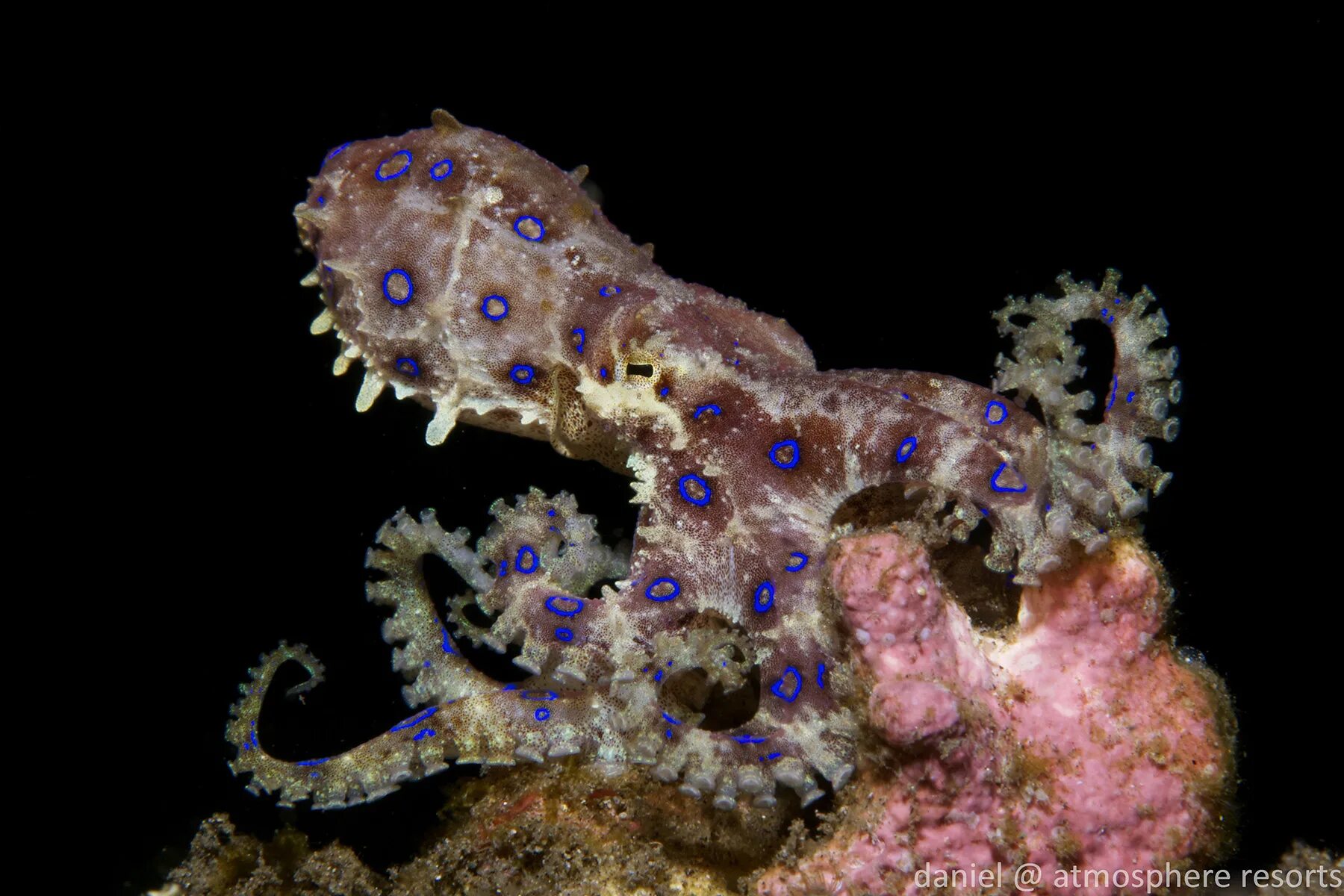 Губки осьминоги. Осьминоги на Филиппинах. The Blue Ringed Octopus (Hapalochlaena SPP.). Небулий и короний фото.