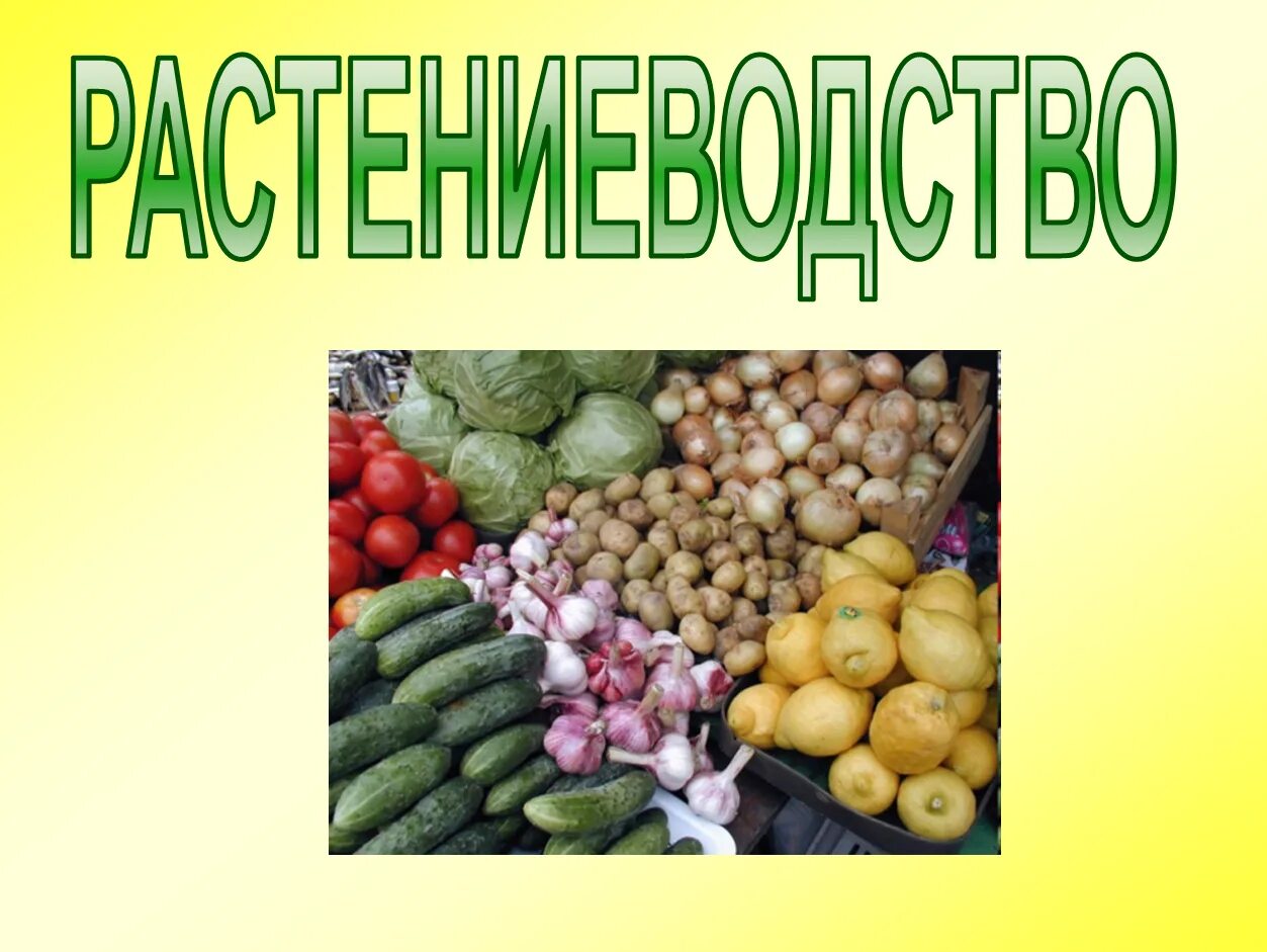 растениеводство 3 класс. растениеводство 3 класс окружающий мир презентация. тема по окружающему миру 3 класс растениеводство. растениеводство 3 класс школа россии. отрасли растениеводства плодоводство.