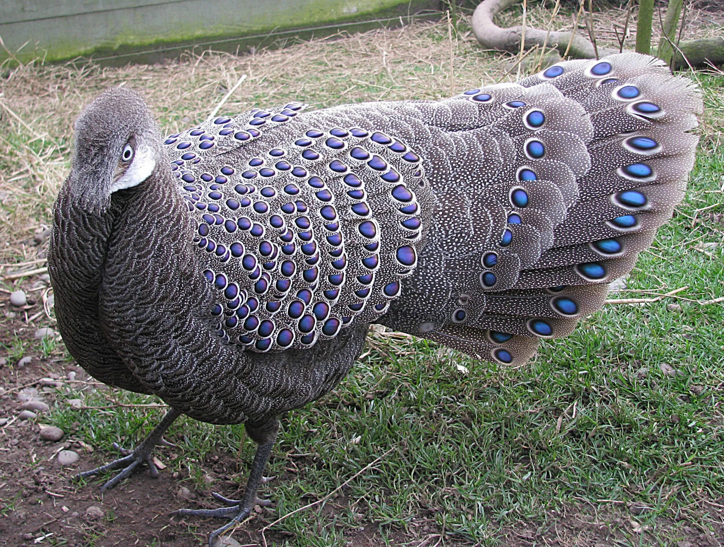 Гибриды подмосковья. Павлиний фазан (Polyplectron bicalcaratum). Серый павлиний фазан. Малазийский павлиний фазан. Фазан Аргус.