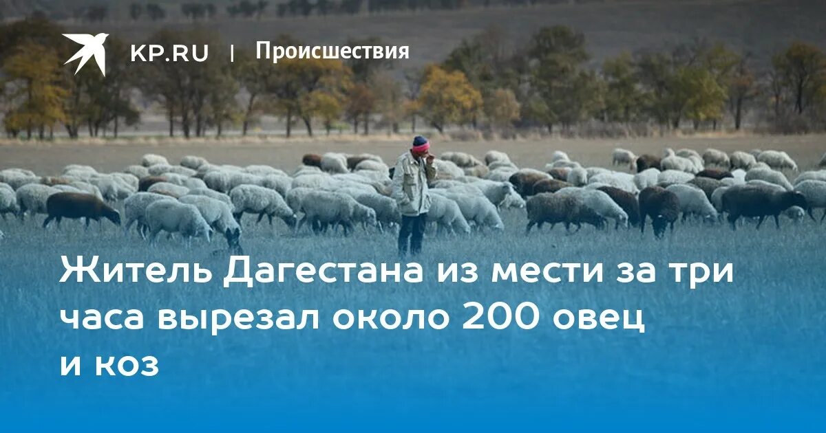 200 овец. 200 баранов.