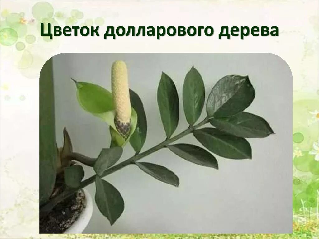 Растение замиокулькас. Цветок замиокулькас отросток. Замиокулькас. Размножение долларов дерево. Размножение долларов дерево.