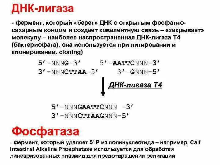 Т4 лигаза. Сшивание днк. Т4 днк лигаза. Лигазы в генной инженерии. Лигазы механизм действия.