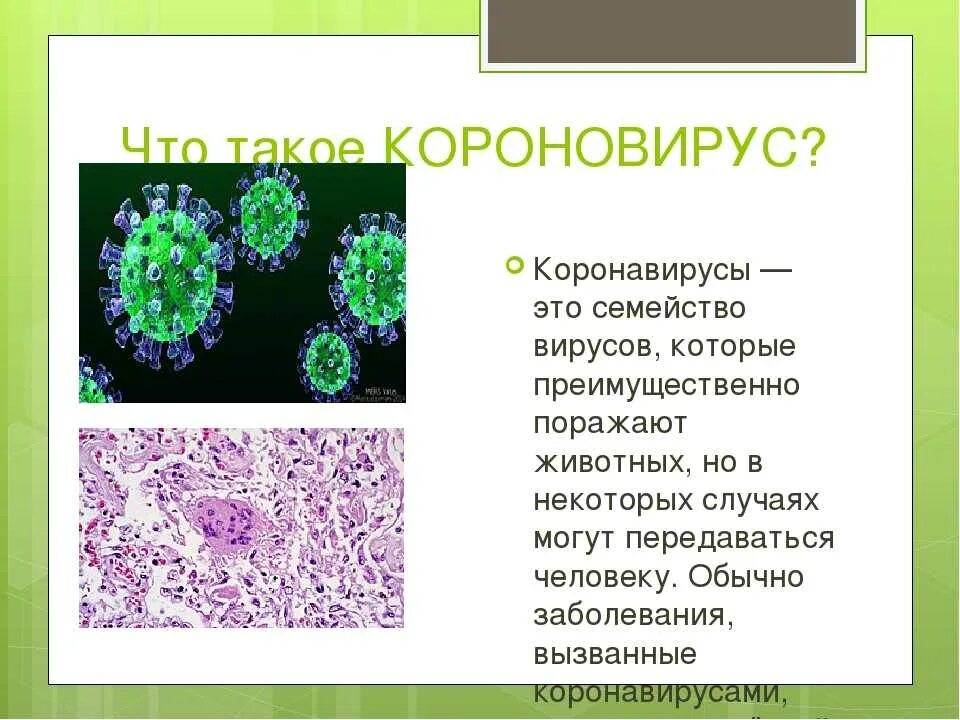 Коронавирусы презентация. Коронавирус презентация. Сообщение про коронавирус. Вирус семейства коронавирусов.