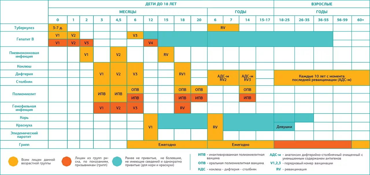 Таблица профилактических прививок у детей. Календарь прививок для всех взрослых России национальный. Календарь вакцинации взрослых в России 2021. Календарь прививок от кори взрослым
