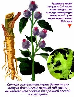 Сутки корень