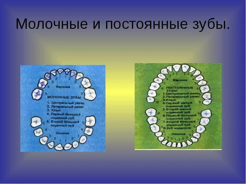 Как отличить молочный зуб. Молочные и постоянные зубы. Отличия молочных и постоянных зубов. Молочный и постоянный зуб. Разница между молочными и постоянными зубами.