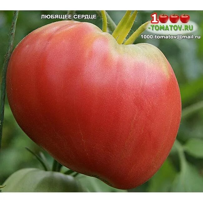 Томат данко урожайность. Какой вес 5 средних помидор. Томат любящее сердце красное уд. Томат любящее сердце отзывы. Сорт томата любящее сердце.