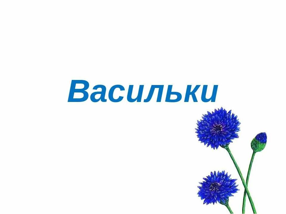 Василек символ. Рамка с васильками для текста. Рамка Василек на прозрачном фоне. Фоторамка васильки.