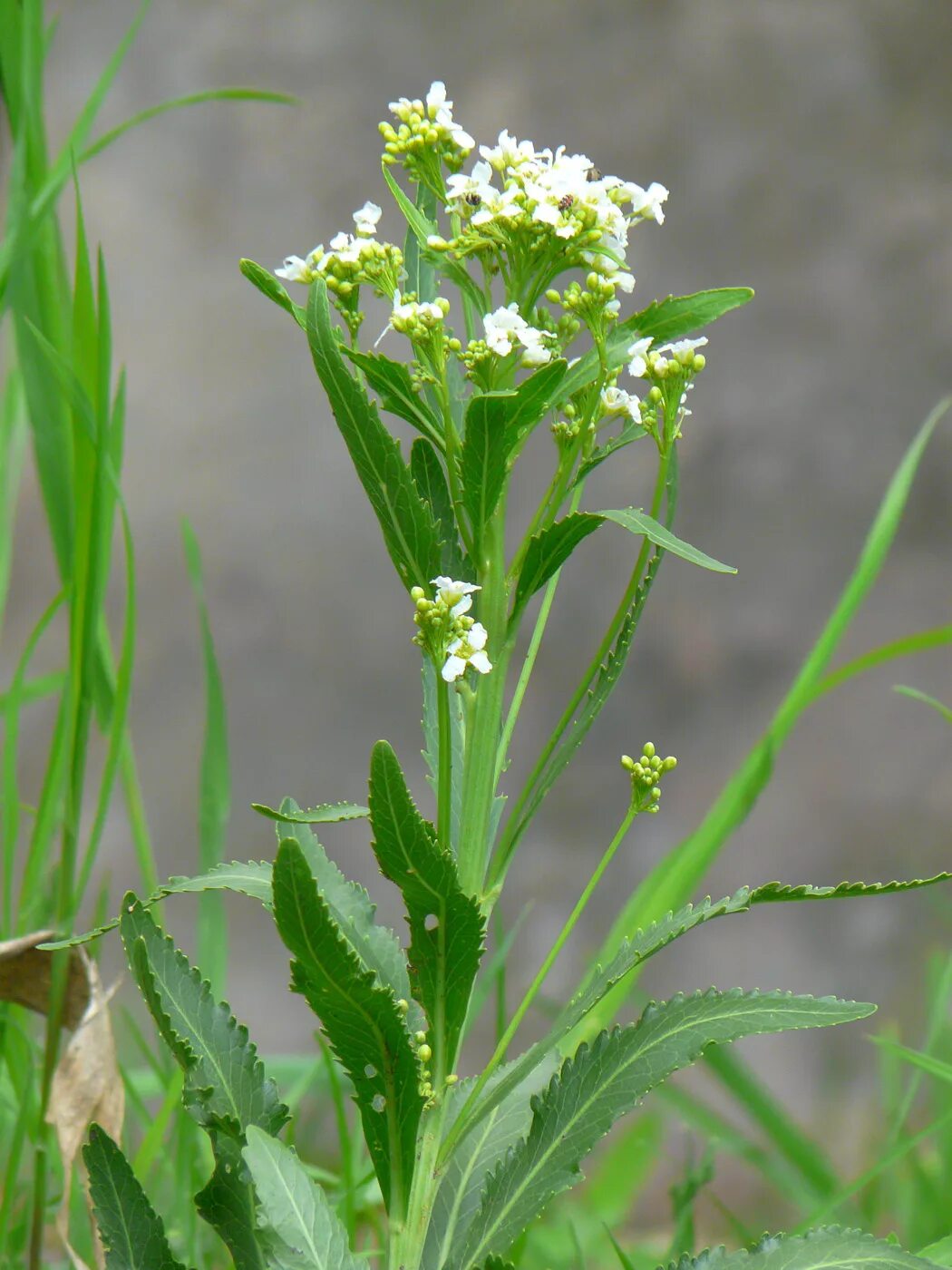 соцветие хрена