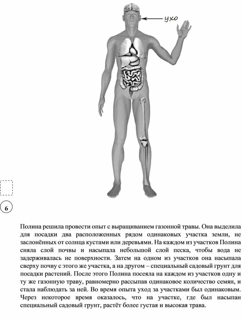 Части тела человека впр 4 класс окружающий. Рассмотрите изображение человека. Рассмотри изображение. Рассмотрим изображение человека покажи стрелками. Изображение тела человека ВПР.