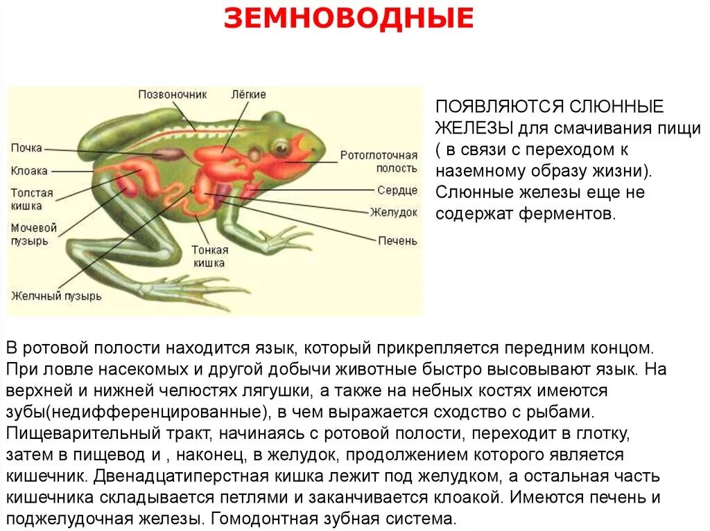 Земноводные строение пищеварительной системы. Двенадцатиперстная кишка земноводные. Пищеварительная система земноводных или амфибий. Органы пищеварительной системы лягушки. Земноводные пищеварительная система таблица