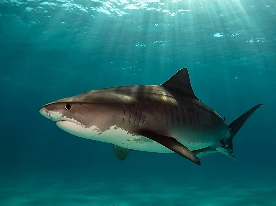 Белая акула против. Тигер Шарк акула. Тигровая акула против касатки. Белая тигровая акула. Тигровая акулбеоая акула.