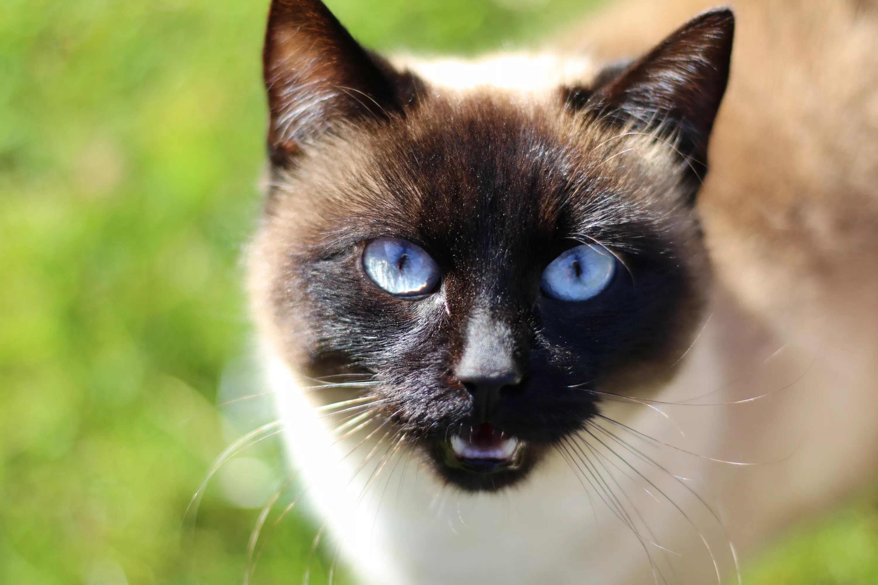 Порода кошек с черными глазами. Сиамская кошка. Сиамская кошка Сиамская. Сиамский Тайдон. Сиамский Сноу-Шу.