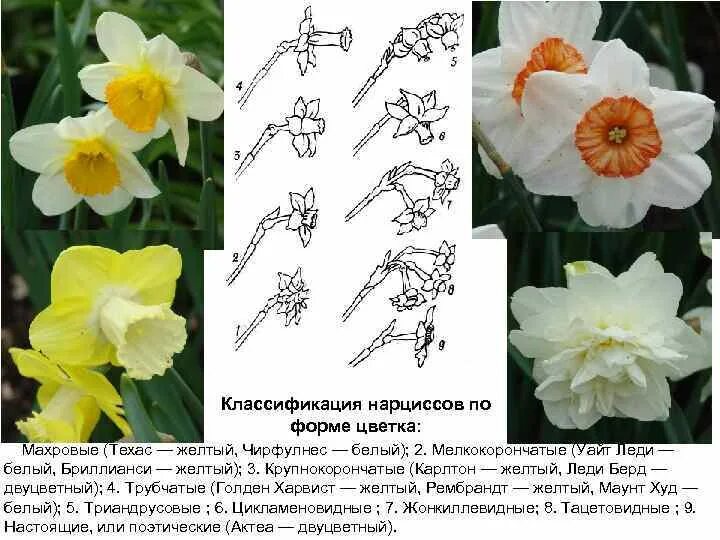 Соцветие нарцисса. Соцветие нарцисса