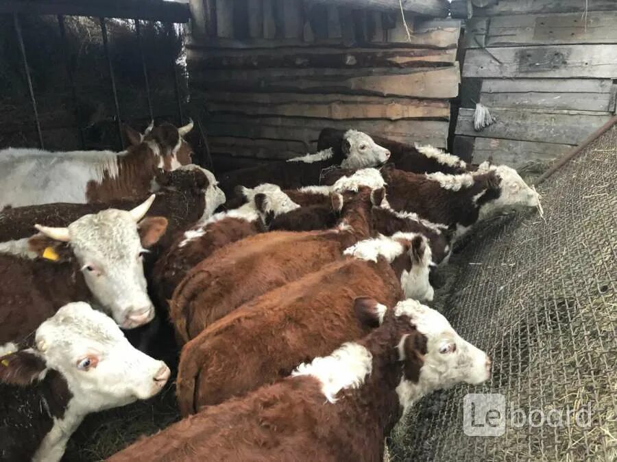 Коровы герефорд казахская белоголовая. Порода герефорд бычки. Быки породы герефорд. Телята породы герефорд. Герефорд бычки.