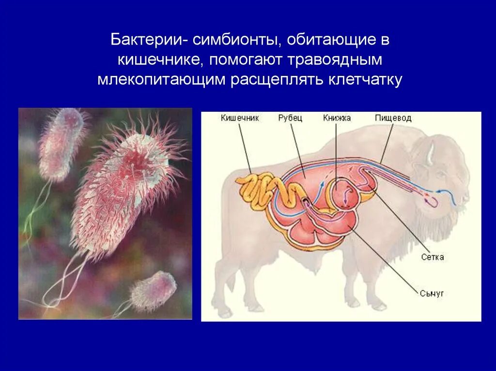 Симбионтом человека является. Бактерии симбионты жвачных животных. Бактерии, обитающие в желудке жвачных животных. Бактерии симбионты. Бактерии симбионты в кишечнике.