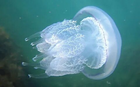 Большая белая в черном море