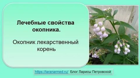 Окопник полезные свойства