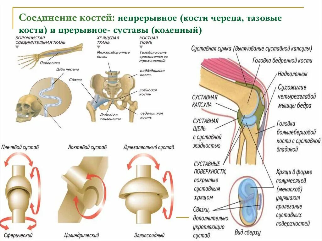 Классификация соединений костей виды непрерывных соединений. Классификация соединений костей виды непрерывных соединений
