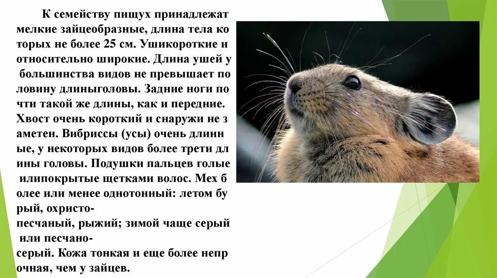Отряд зайцеобразные тип хордовые класс млекопитающие. Признаки зайцеобразных. отряд зайцеобразные. зайцеобразные млекопитающие представители. строение зайцеобразных.