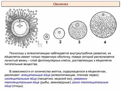 Что входит в яйцеклетку