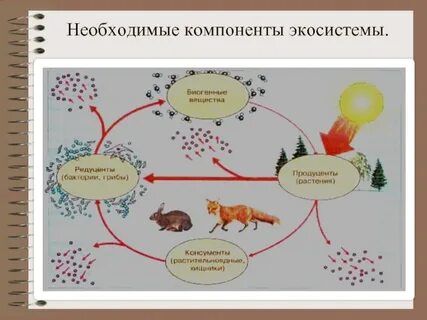 Обязательные компоненты экосистемы