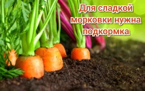 Ground vegetables