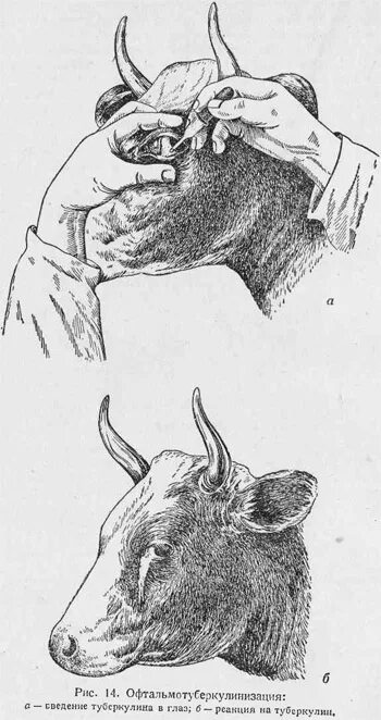 Туберкулин животным. Туберкулин очищенный ппд. Туберкулин для крс. Положительная реакция на туберкулин у крс. Туберкулинизация крс вакцина.