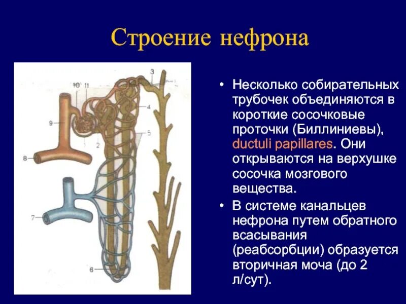 Процесс в собирательной трубочке