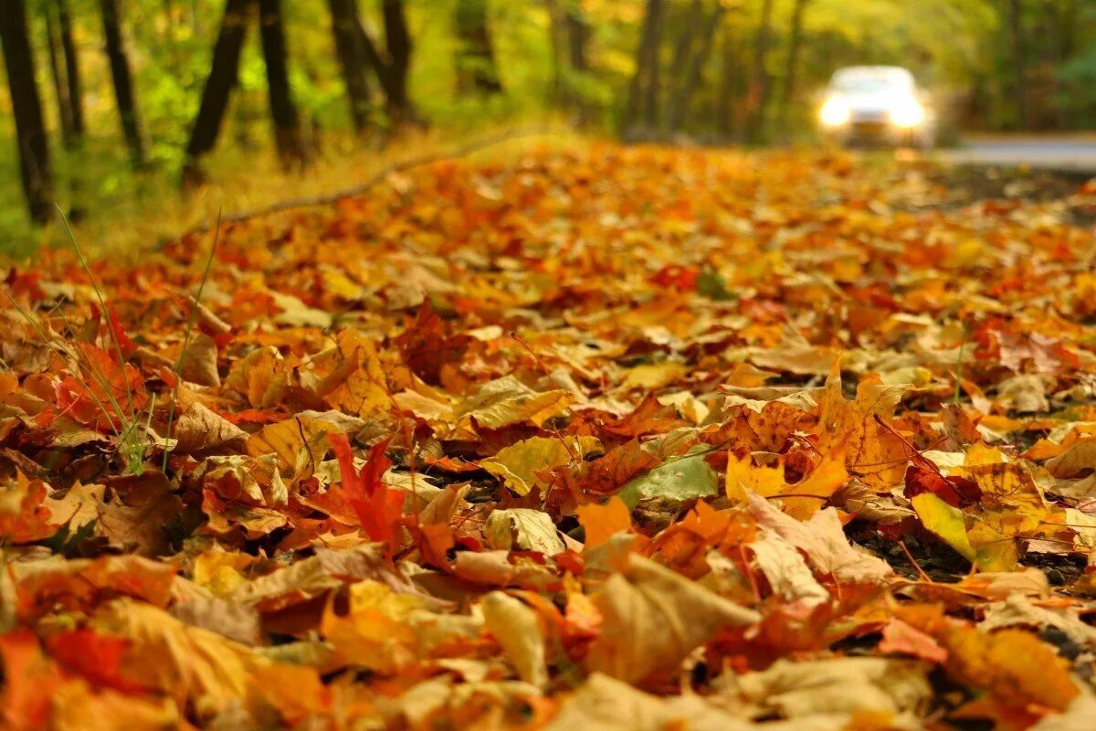осенняя дорога в лесу. осенний направление. плёс ивановская область золотая осень. осенний направление. видеолекция холодная осень ладохиной.