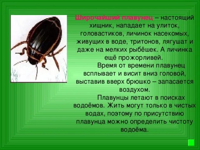 Развитие жука плавунца
