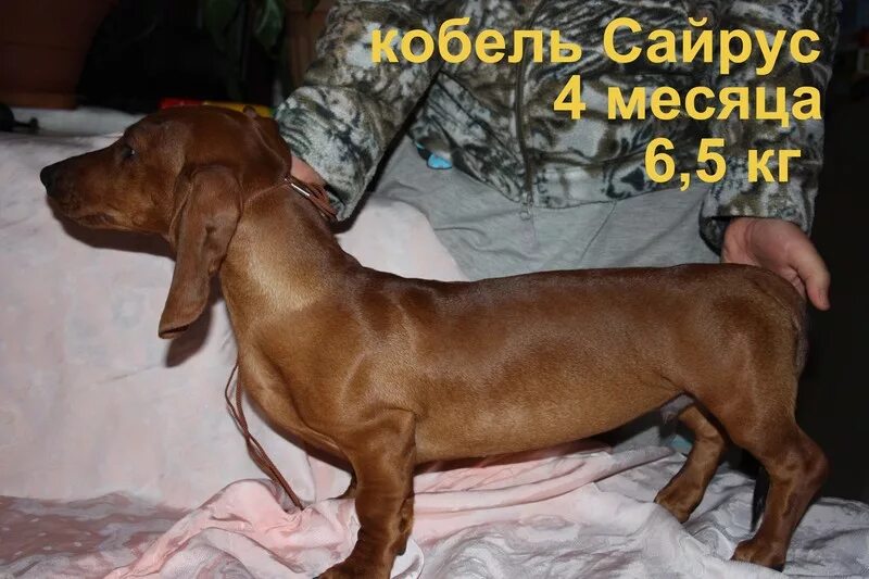 Такса вес щенков. Щенок таксы 4 месяца. щенок таксы 3 месяца. щенки таксы в 4 мес. такса 4 месяца.