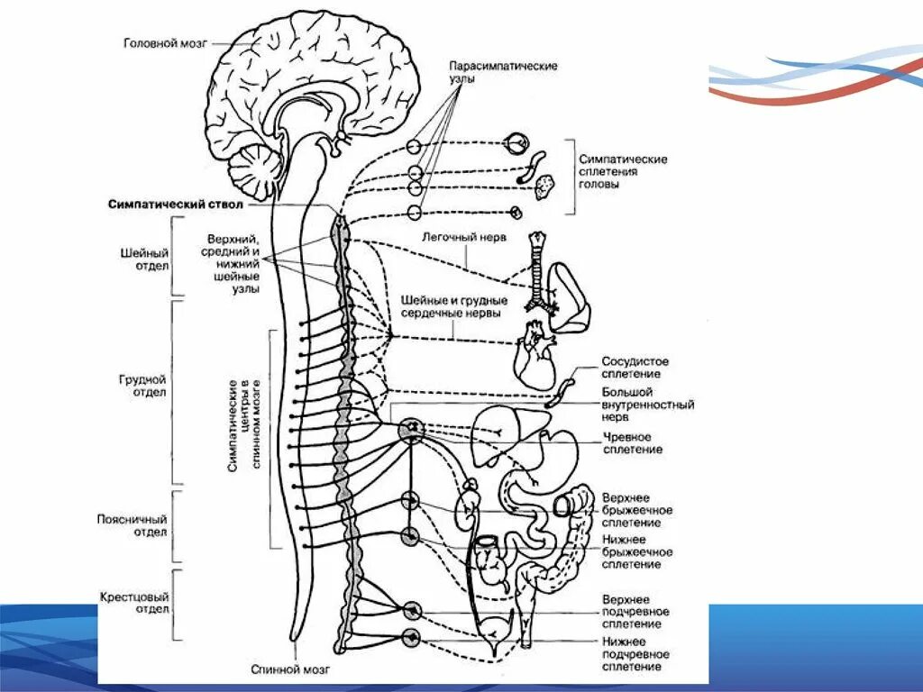 Периферические нервы и сплетения. Периферическая нервная система схема строения. Периферическая нервная система спинномозговые нервы. Таблица вегетативные нервные сплетения и их функции. Таблица сплетения нервная система.