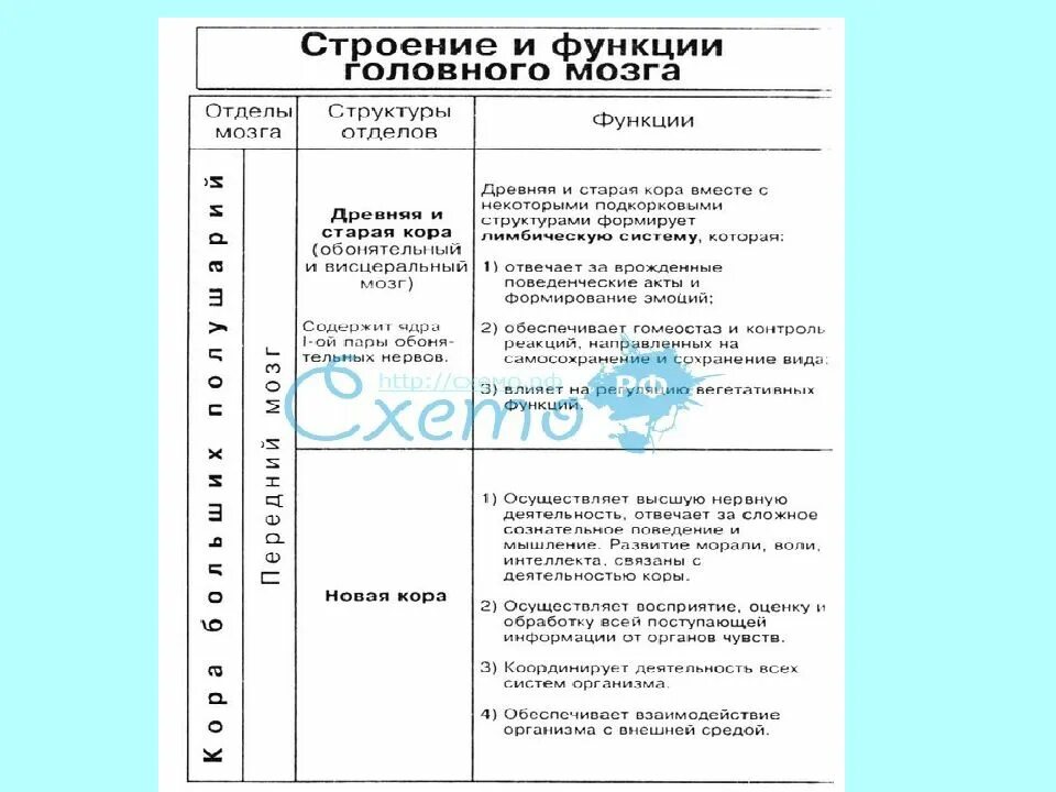 Центры головного мозга таблица. Строения функции головного мозга строение и функции таблица. Структуры отделов головного мозга таблица. Отделы головного мозга отделы таблица. Строение отделов головного мозга таблица.