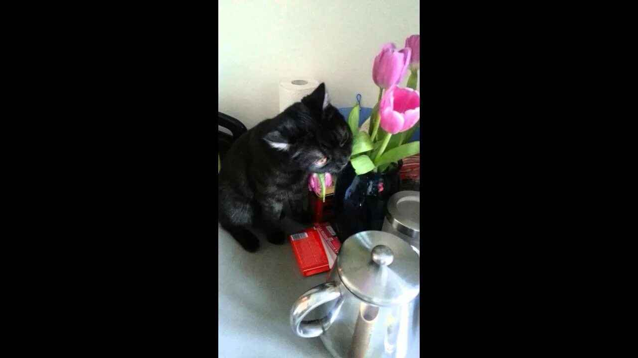Кот ест тюльпаны. Кошка ест тюльпаны. Кот жрет тюльпаны. Кот съел тюльпан. Кошка съела тюльпан