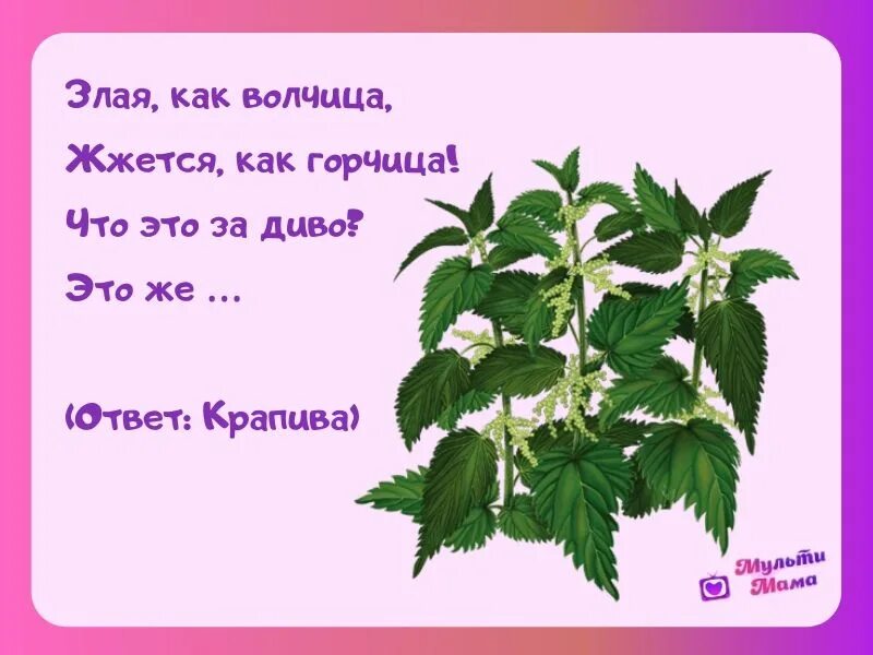 Крапива какое слово
